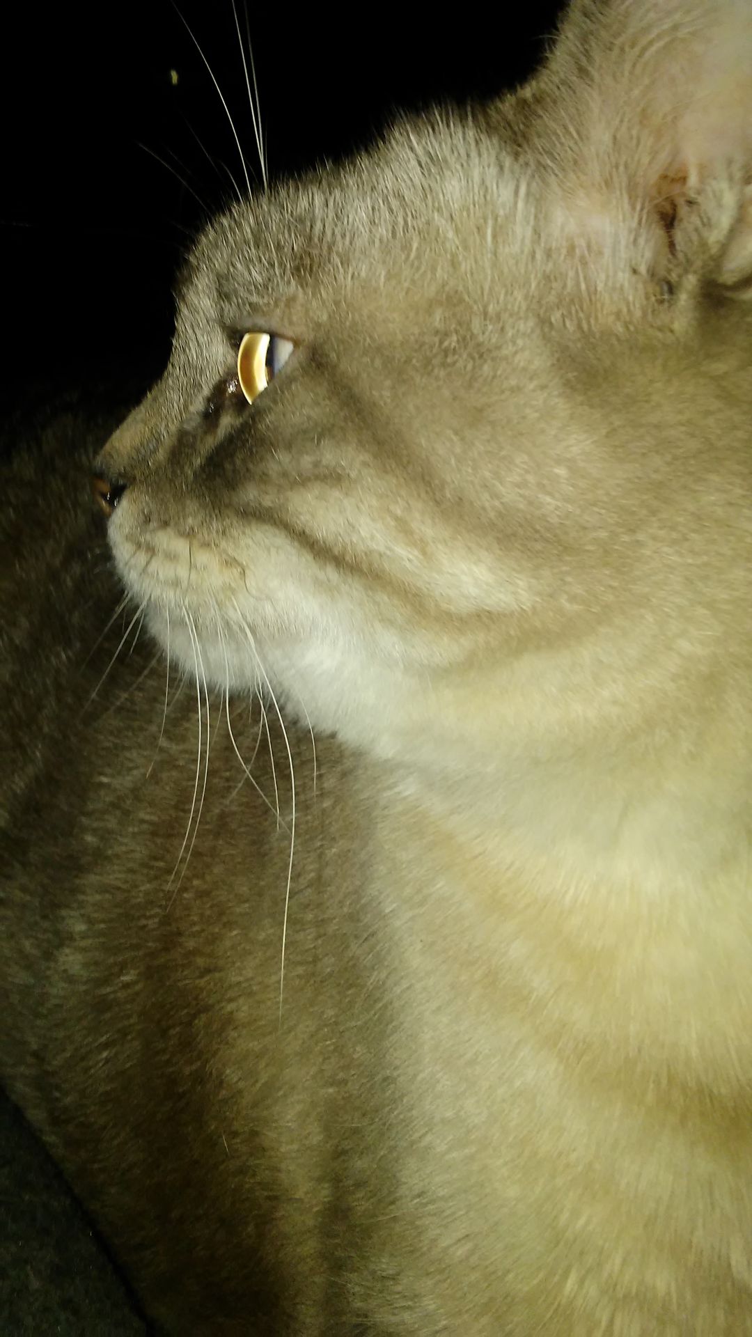 Louie